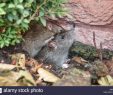 Ratten Im Garten Schön Die Niederlande Amsterdam Braune Ratten Rattus norvegicus