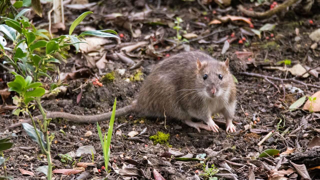 Ratten Im Garten Schön Ratten Im Garten Erkennen Und Effektiv Bekämpfen Haus