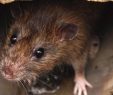 Ratten Im Garten Schön Ratten – Unsere Un Bekannten Mitbewohner L Blog