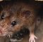 Ratten Im Garten Schön Ratten – Unsere Un Bekannten Mitbewohner L Blog