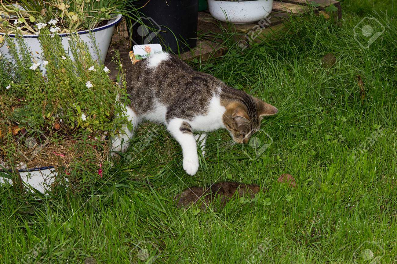 photo junge katze tötet eine ratte im garten