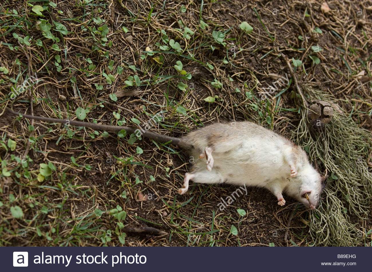 Ratten Im Garten Schön tote Ratte Im Garten Stockfoto Bild Alamy