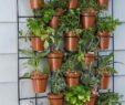 Vertikaler Garten Einzigartig Kräuter Auf Dem Balkon Pflanzen – Wie Legt Man Einen