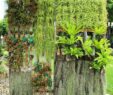 Vertikaler Garten Genial Hängende Gärten Pflanzen Vertikal Anbauen