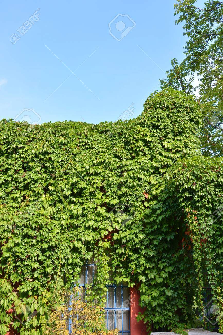 photo haus mit den wänden bedeckt mit natürlichen grünpflanzen als vertikaler garten