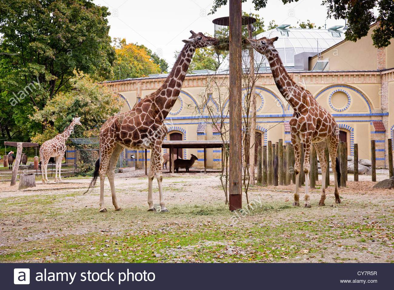 giraffen in berlin zoologischer garten berlin deutschland cy7r5r